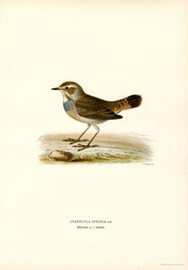 Blauwborst