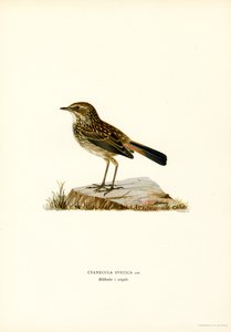 Blauwborst