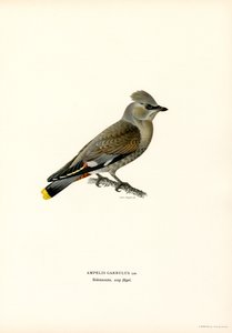 Pestvogel door Magnus Ferdinand and Wilhelm von Wright