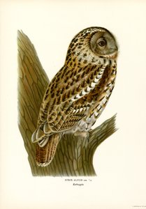 Bosuil