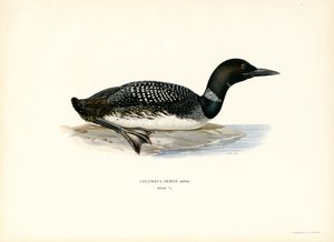 IJsduiker