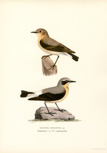 Tapuit door Magnus Ferdinand and Wilhelm von Wright