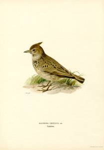 Kuifleeuwerik