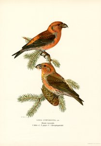 Kruisbek