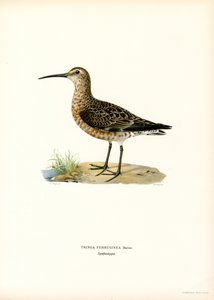 Krombekstrandloper door Magnus Ferdinand and Wilhelm von Wright