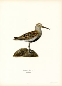 Bonte Strandloper door Magnus Ferdinand and Wilhelm von Wright