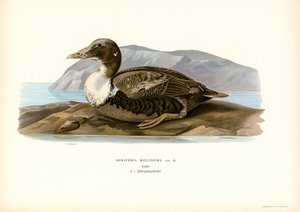 Eider