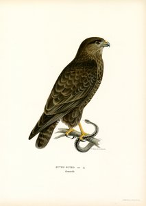 Buizerd (kleur litho) door Magnus Ferdinand and Wilhelm von Wright