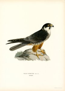 Boomvalk (kleur litho)