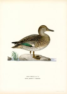 Eurasische Wintertaling door Magnus Ferdinand and Wilhelm von Wright