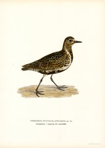 Goudplevier