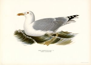 Europese Zilvermeeuw (kleur litho) door Magnus Ferdinand and Wilhelm von Wright