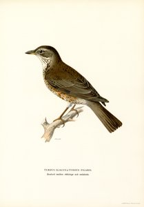 Kramsvogel door Magnus Ferdinand and Wilhelm von Wright