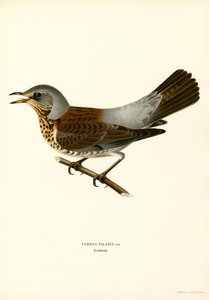 Kramsvogel