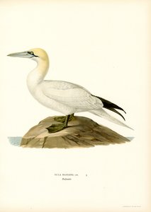 Jan-van-gent