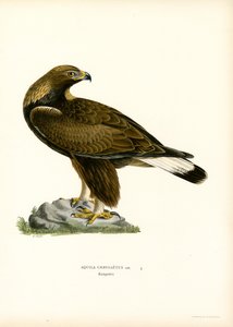 Steenarend (kleur litho)