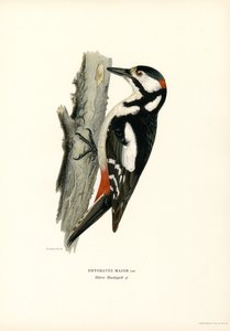 Grote Bonte Specht