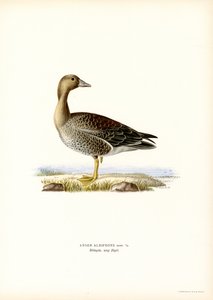 Kolgans