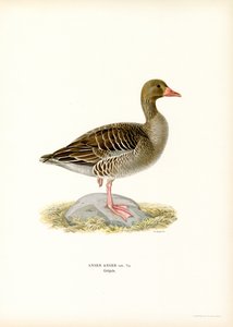 Grijze Gans door Magnus Ferdinand and Wilhelm von Wright