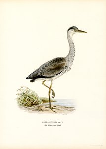 Blauwe Reiger door Magnus Ferdinand and Wilhelm von Wright