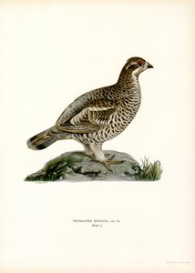 Hazelhoen