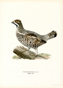 Hazelhoen