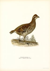 Hazelhoen