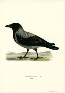 Bonte Kraai