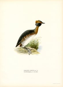 Kuifduiker door Magnus Ferdinand and Wilhelm von Wright