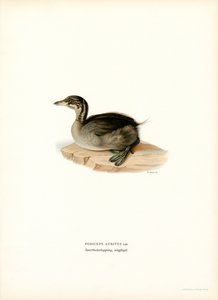 Kuifduiker door Magnus Ferdinand and Wilhelm von Wright