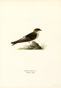 Huiszwaluw