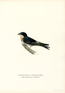 Huiszwaluw