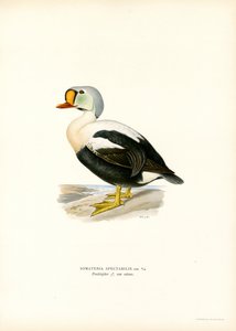 Koningseider