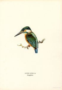 IJsvogel