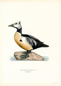 Kleine Eider door Magnus Ferdinand and Wilhelm von Wright