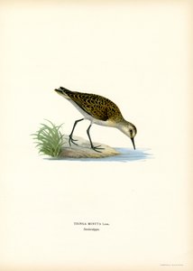 Kleine Strandloper door Magnus Ferdinand and Wilhelm von Wright