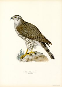 Havik