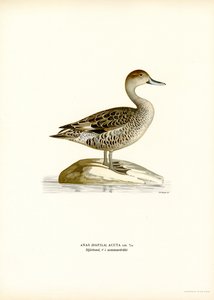 Pijlstaart door Magnus Ferdinand and Wilhelm von Wright