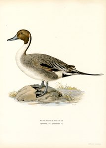 Pijlstaart
