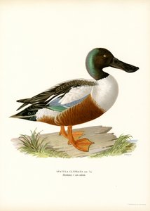 Slobeend door Magnus Ferdinand and Wilhelm von Wright