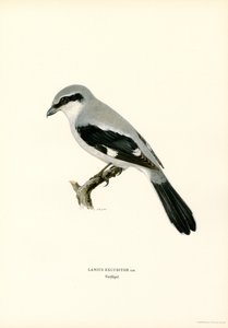 Klapekster