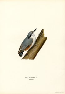 Boomklever door Magnus Ferdinand and Wilhelm von Wright