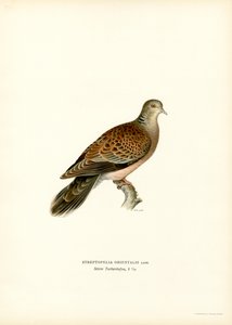 Indische Tortelduif door Magnus Ferdinand and Wilhelm von Wright
