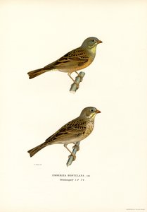 Ortolaan door Magnus Ferdinand and Wilhelm von Wright