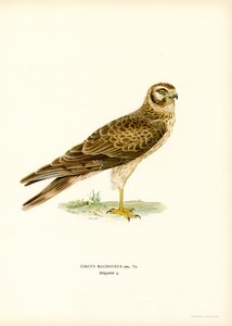 Bleke Kiekendief