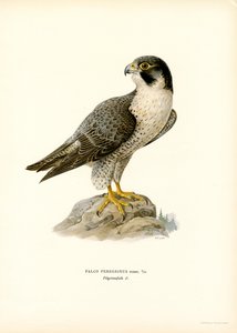 Slechtvalk