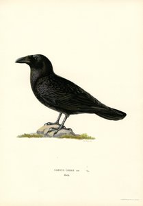 Raaf
