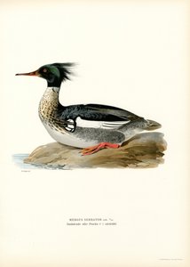 Middelste Zaagbek