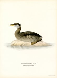 Roodhalsfuut