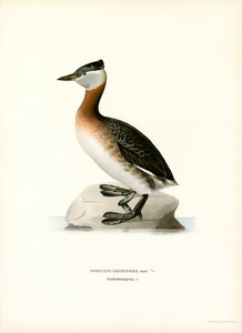 Roodhalsfuut